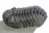 Phacopid (Adrisiops) Trilobite With Paralejurus #287366-4